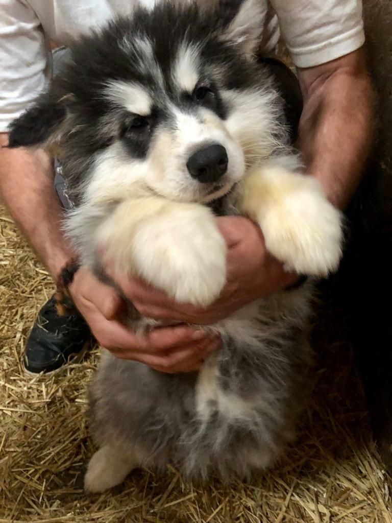 german shepherd cross husky rescue